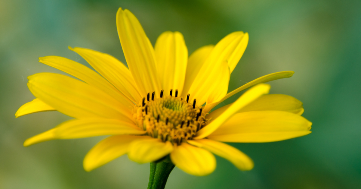 incredible-health-properties-of-arnica-www-thenutritionwatchdog