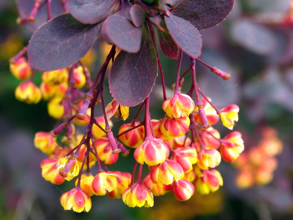 Metformin Vs Berberine For Diabetes Plus This Yellow Herb Lowers Blood 