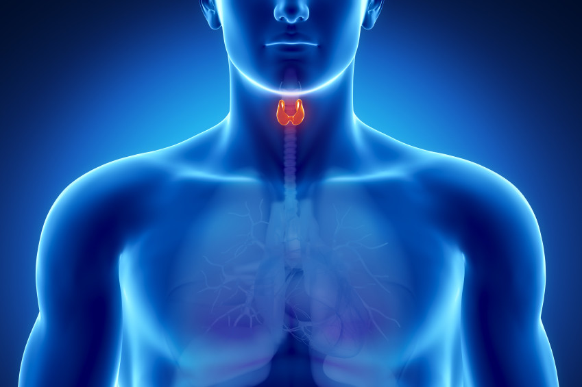 thyroid anatomy