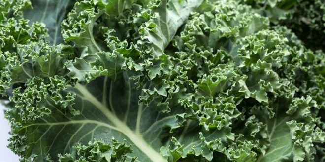 The Dark Side of Kale - thenutritionwatchdog.com